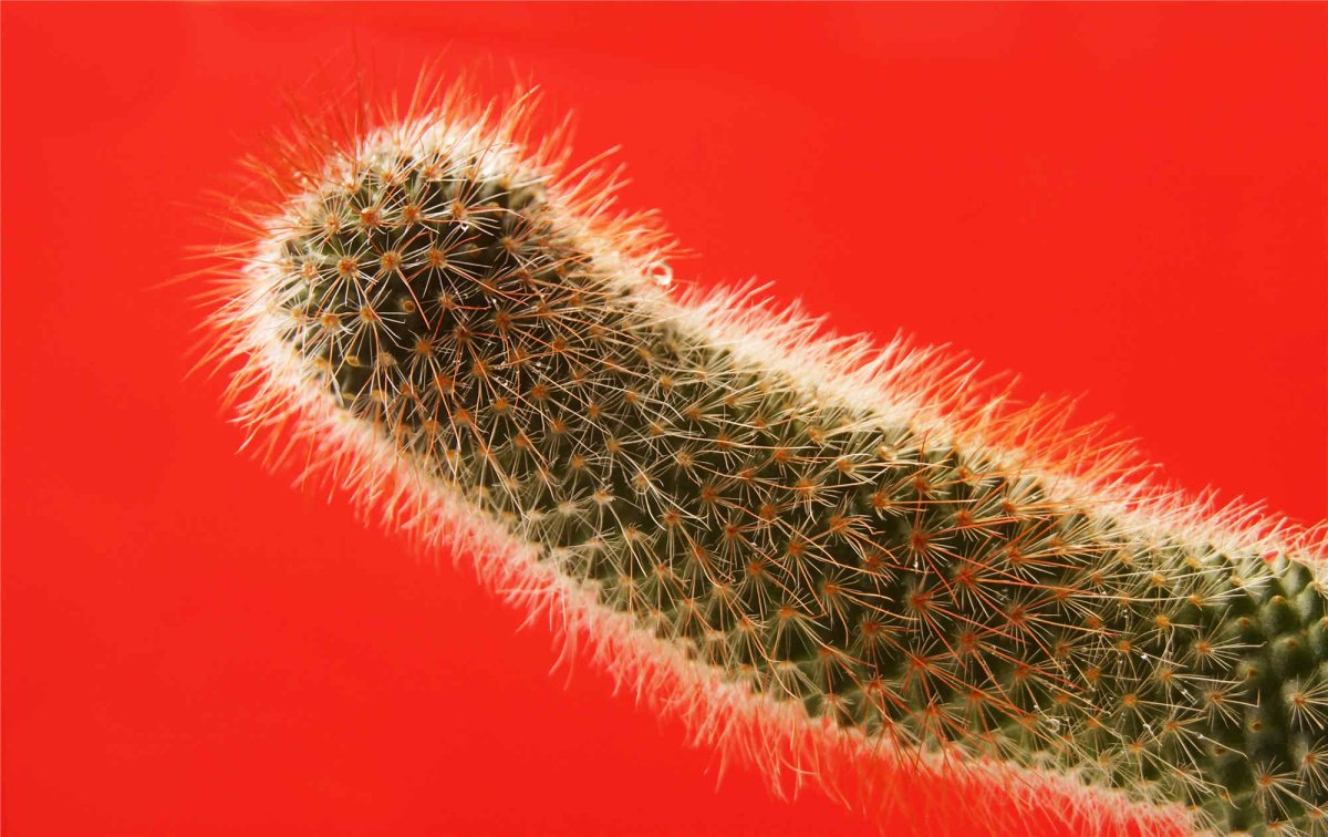 Penis Hardness Self-Test: Is Your Penis Healthy? - Sohimi