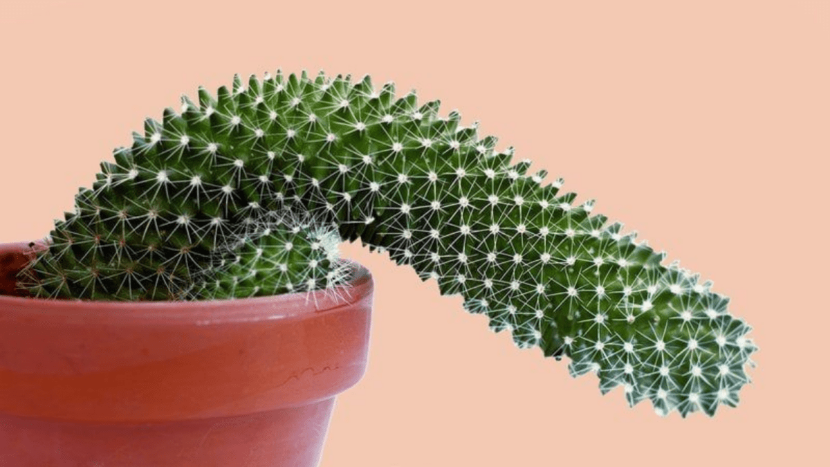 Penis Training 101: What You Need to Know - Sohimi